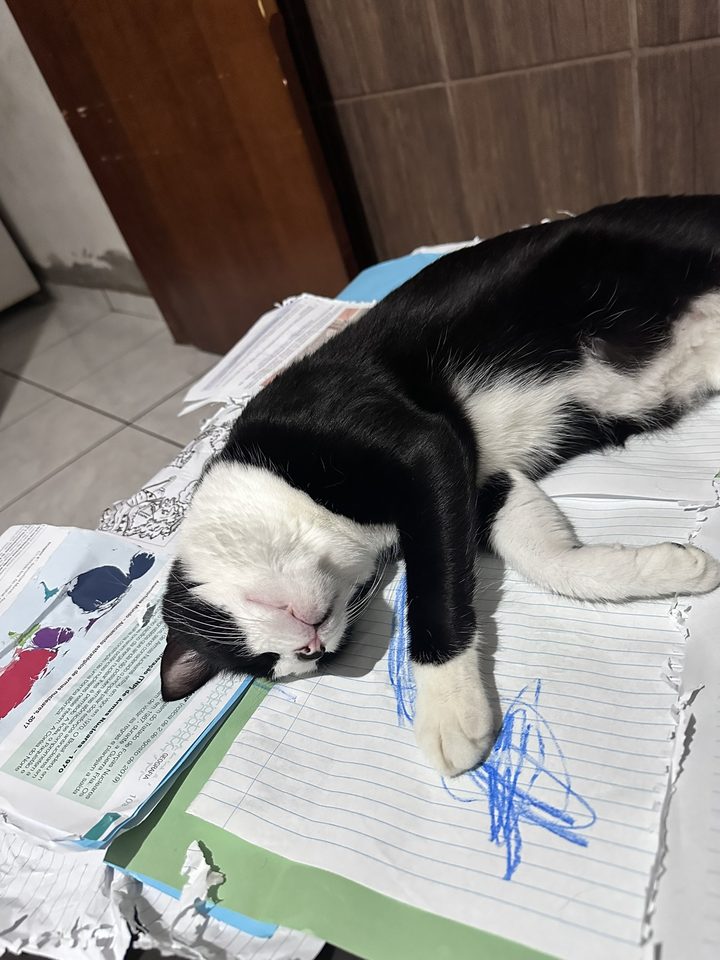 Gato preto e branco dormindo em cima de cadernos destruídos