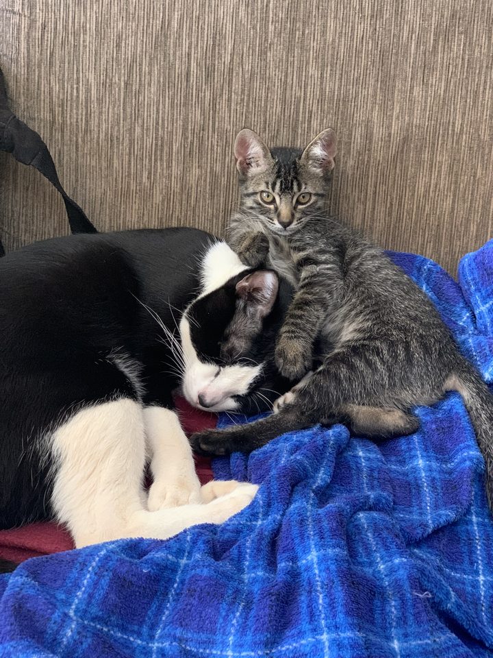 Gato preto e branco abraçado com um filhote listrado em uma manta azul