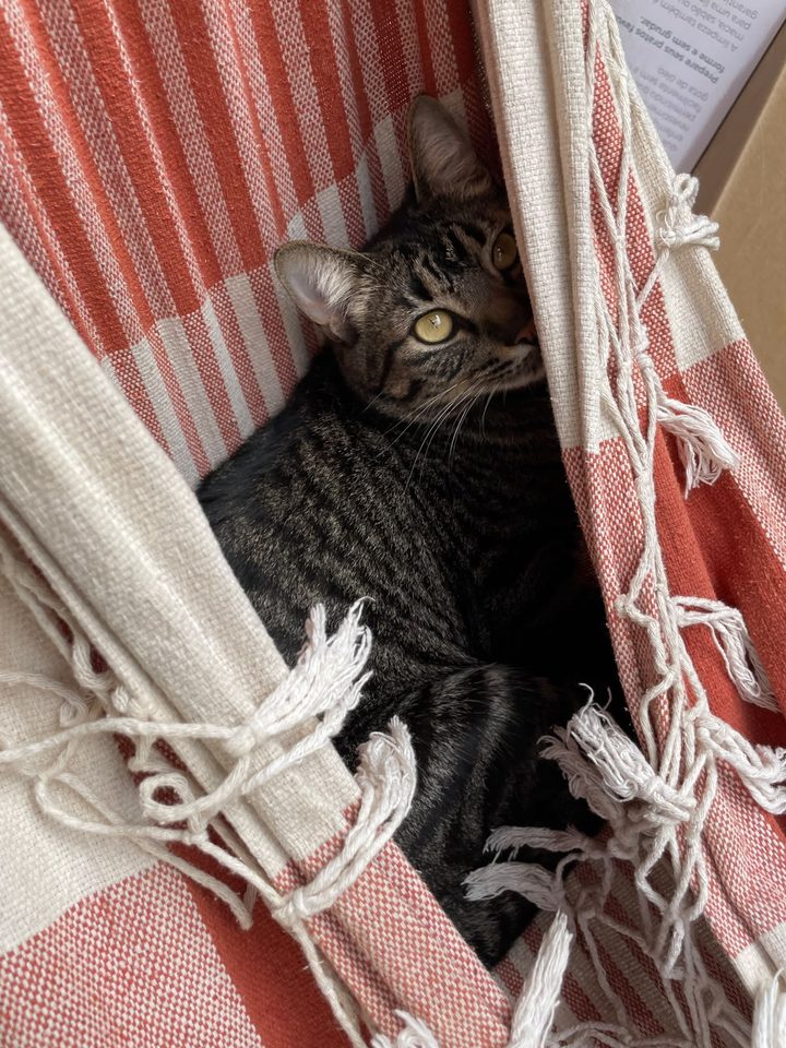 Gato listrado deitado em uma rede