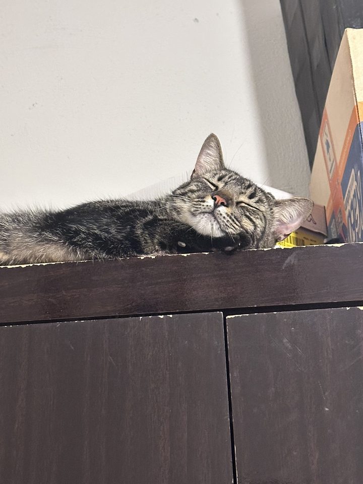 Gato cinza dormindo em cima de um guarda-roupa